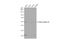 Tubulin Beta 4B Class IVb antibody, GTX115404, GeneTex, Western Blot image 