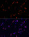 Cofilin 1 antibody, 16-844, ProSci, Immunofluorescence image 