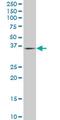 Transcriptional activator protein Pur-alpha antibody, MA5-19766, Invitrogen Antibodies, Western Blot image 