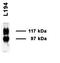 Urea transporter 2 antibody, orb67570, Biorbyt, Western Blot image 