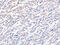 Actin Like 8 antibody, CSB-PA641289, Cusabio, Immunohistochemistry frozen image 
