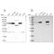 GLGB antibody, PA5-58237, Invitrogen Antibodies, Western Blot image 