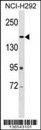 ArfGAP With RhoGAP Domain, Ankyrin Repeat And PH Domain 2 antibody, 58-826, ProSci, Western Blot image 