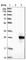 Proline Rich And Gla Domain 2 antibody, HPA010702, Atlas Antibodies, Western Blot image 