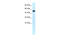 Alpha-1-antitrypsin antibody, 30-998, ProSci, Western Blot image 