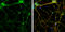 SH3 And Multiple Ankyrin Repeat Domains 1 antibody, GTX107701, GeneTex, Immunofluorescence image 