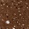 Reticulon 3 antibody, NBP1-88871, Novus Biologicals, Immunohistochemistry frozen image 