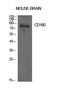 CD180 Molecule antibody, A05085, Boster Biological Technology, Western Blot image 