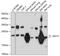 Sperm Autoantigenic Protein 17 antibody, 19-463, ProSci, Western Blot image 