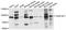 TRAF3 Interacting Protein 1 antibody, STJ111513, St John