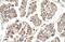 Motile Sperm Domain Containing 3 antibody, NBP1-60035, Novus Biologicals, Immunohistochemistry frozen image 