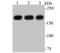 IQ Motif Containing GTPase Activating Protein 1 antibody, NBP2-75545, Novus Biologicals, Western Blot image 