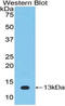 Interleukin 33 antibody, LS-C710772, Lifespan Biosciences, Western Blot image 