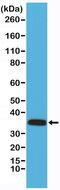 Calponin 1 antibody, MA5-27892, Invitrogen Antibodies, Western Blot image 