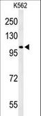 Oxidation Resistance 1 antibody, LS-C163305, Lifespan Biosciences, Western Blot image 