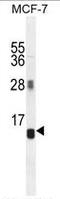 Arginine Vasopressin Induced 1 antibody, AP50316PU-N, Origene, Western Blot image 