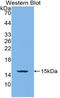 Bone Morphogenetic Protein 4 antibody, LS-C299088, Lifespan Biosciences, Western Blot image 