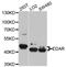 Ectodysplasin A Receptor antibody, STJ23468, St John