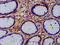 Wnt Family Member 8A antibody, LS-C674160, Lifespan Biosciences, Immunohistochemistry paraffin image 