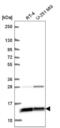 WD Repeat Domain 83 Opposite Strand antibody, NBP2-55905, Novus Biologicals, Western Blot image 