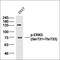 Mitogen-Activated Protein Kinase 7 antibody, orb5184, Biorbyt, Western Blot image 