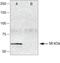 SMAD2 antibody, 40-0800, Invitrogen Antibodies, Western Blot image 