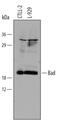 BCL2 Associated Agonist Of Cell Death antibody, MAB850, R&D Systems, Western Blot image 