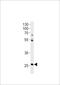Homeobox C4 antibody, LS-C204018, Lifespan Biosciences, Western Blot image 
