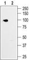Hyperpolarization Activated Cyclic Nucleotide Gated Potassium Channel 1 antibody, TA328955, Origene, Western Blot image 