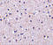 NCSTN antibody, 3983, ProSci, Immunohistochemistry frozen image 