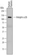 Integrin Subunit Alpha 2b antibody, MAB7616, R&D Systems, Western Blot image 