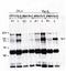 Vav Guanine Nucleotide Exchange Factor 2 antibody, orb108648, Biorbyt, Immunoprecipitation image 