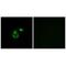 Chloride Channel CLIC Like 1 antibody, A11480, Boster Biological Technology, Immunohistochemistry frozen image 