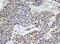WD Repeat Domain 74 antibody, NBP2-45420, Novus Biologicals, Immunohistochemistry frozen image 