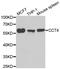Chaperonin Containing TCP1 Subunit 4 antibody, MBS129899, MyBioSource, Western Blot image 