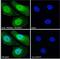 PR/SET Domain 1 antibody, 42-727, ProSci, Western Blot image 