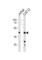 DNA Polymerase Delta Interacting Protein 3 antibody, abx031388, Abbexa, Western Blot image 