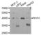 Phytanoyl-CoA 2-Hydroxylase antibody, abx004819, Abbexa, Western Blot image 