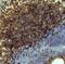 IL-12 antibody, MAB6688, R&D Systems, Immunohistochemistry frozen image 