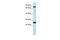 Zinc Finger Protein 799 antibody, PA5-41252, Invitrogen Antibodies, Western Blot image 