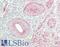 BCL2 Interacting Protein 3 antibody, LS-B13883, Lifespan Biosciences, Immunohistochemistry paraffin image 