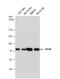 Eukaryotic Translation Initiation Factor 4B antibody, NBP2-16306, Novus Biologicals, Western Blot image 