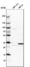 Pirin antibody, NBP1-87500, Novus Biologicals, Western Blot image 