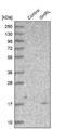 Ghrelin And Obestatin Prepropeptide antibody, NBP1-89773, Novus Biologicals, Western Blot image 