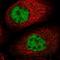 Family With Sequence Similarity 192 Member A antibody, NBP2-13988, Novus Biologicals, Immunocytochemistry image 