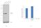 Eukaryotic Translation Elongation Factor 1 Alpha 1 antibody, PA5-13540, Invitrogen Antibodies, Western Blot image 