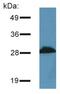 Proline Rich 7, Synaptic antibody, LS-C112457, Lifespan Biosciences, Western Blot image 