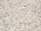 High Mobility Group 20B antibody, orb256604, Biorbyt, Immunohistochemistry paraffin image 