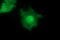 Mitogen-Activated Protein Kinase Kinase 1 antibody, LS-C787976, Lifespan Biosciences, Immunofluorescence image 