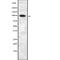 Amyloid Beta Precursor Protein Binding Family B Member 1 Interacting Protein antibody, abx148227, Abbexa, Western Blot image 